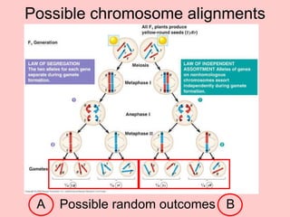 Possible chromosome alignments A  Possible random outcomes  B 