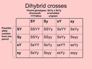 Dihybrid crosses Parent genotypes: SsYy x SsYy -S=smooth s=wrinkled -Y=Yellow y=green Possible allele combos from one parent ssyy ssYy Ssyy SsYy sy ssYy ssYY SsYy SsYY sY Ssyy SsYy SSyy SSYy Sy SsYy SsYY SSYy SSYY SY sy sY Sy SY 