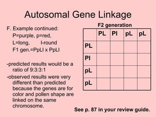 Autosomal Gene Linkage F. Example continued:  P=purple, p=red,  L=long,    l-round F1 gen.=PpLl x PpLl -predicted results would be a ratio of 9:3:3:1 -observed results were very different than predicted because the genes are for color and pollen shape are linked on the same chromosome. F2 generation See p. 87 in your review guide. pL pL Pl PL pL pL Pl PL 