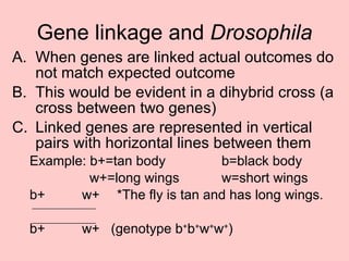 Gene linkage and  Drosophila When genes are linked actual outcomes do not match expected outcome  This would be evident in a dihybrid cross (a cross between two genes) Linked genes are represented in vertical pairs with horizontal lines between them Example: b+=tan body b=black body   w+=long wings w=short wings b+ w+ *The fly is tan and has long wings. b+ w+  (genotype b + b + w + w + ) 