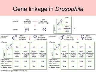 Gene linkage in  Drosophila 