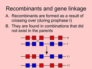Recombinants and gene linkage Recombinants are formed as a result of crossing over (during prophase I) They are found in combinations that did not exist in the parents 