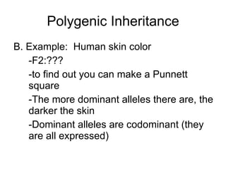 Polygenic Inheritance B. Example:  Human skin color -F2:??? -to find out you can make a Punnett square -The more dominant alleles there are, the darker the skin -Dominant alleles are codominant (they are all expressed) 