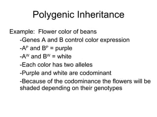 Polygenic Inheritance Example:  Flower color of beans -Genes A and B control color expression -A P  and B P  = purple  -A W  and B W  = white -Each color has two alleles -Purple and white are codominant -Because of the codominance the flowers will be shaded depending on their genotypes 