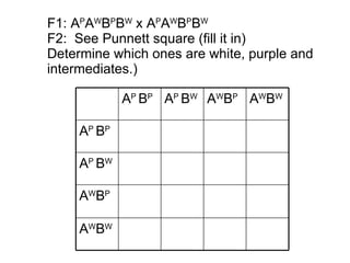 F1: A P A W B P B W  x A P A W B P B W F2:  See Punnett square (fill it in) Determine which ones are white, purple and intermediates.) A W B W A W B P A P  B W A P  B P A W B W A W B P A P  B W A P  B P 