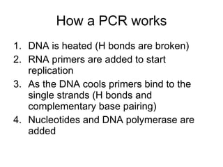 How a PCR works DNA is heated (H bonds are broken) RNA primers are added to start replication As the DNA cools primers bind to the single strands (H bonds and complementary base pairing) Nucleotides and DNA polymerase are added 