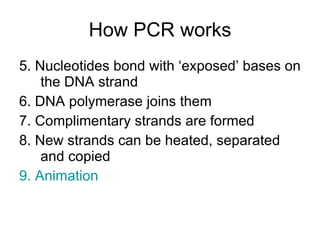 How PCR works 5. Nucleotides bond with ‘exposed’ bases on the DNA strand 6. DNA polymerase joins them 7. Complimentary strands are formed 8. New strands can be heated, separated and copied 9. Animation 