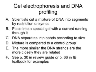 Gel electrophoresis and DNA profiling Scientists cut a mixture of DNA into segments by restriction enzymes Place into a special gel with a current running through it DNA separates into bands according to size Mixture is compared to a control group  The more similar the DNA strands are the more closely they are related See p. 30 in review guide or p. 66 in IB textbook for examples 
