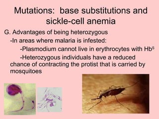 G. Advantages of being heterozygous -In areas where malaria is infested: -Plasmodium cannot live in erythrocytes  with Hb S -Heterozygous individuals have a reduced  chance of contracting the protist that is carried by  mosquitoes Mutations:  base substitutions and sickle-cell anemia 