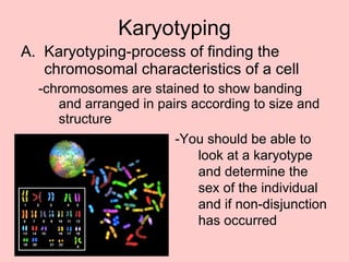 Karyotyping Karyotyping-process of finding the chromosomal characteristics of a cell -chromosomes are stained to show banding and arranged in pairs according to size and structure -You should be able to look at a karyotype and determine the sex of the individual and if non-disjunction has occurred 
