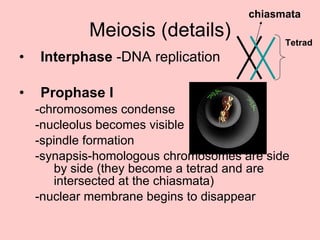 Meiosis (details) Interphase  -DNA replication Prophase I -chromosomes condense -nucleolus becomes visible -spindle formation -synapsis-homologous chromosomes are side by side (they become a tetrad and are intersected at the chiasmata) -nuclear membrane begins to disappear chiasmata Tetrad 