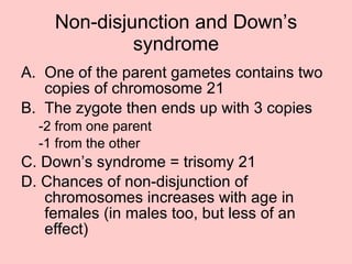 Non-disjunction and Down’s syndrome One of the parent gametes contains two copies of chromosome 21 The zygote then ends up with 3 copies -2 from one parent -1 from the other C. Down’s syndrome = trisomy 21 D. Chances of non-disjunction of chromosomes increases with age in females (in males too, but less of an effect) 