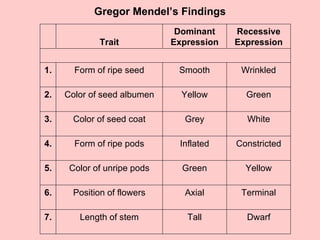 Gregor Mendel’s Findings Dwarf Tall Length of stem 7. Terminal Axial Position of flowers 6. Yellow Green Color of unripe pods 5. Constricted Inflated Form of ripe pods 4. White Grey Color of seed coat 3. Green Yellow Color of seed albumen 2. Wrinkled Smooth Form of ripe seed 1. Recessive Expression Dominant Expression Trait 