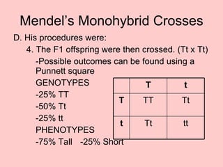 Mendel’s Monohybrid Crosses D. His procedures were: 4. The F1 offspring were then crossed. (Tt x Tt) -Possible outcomes can be found using a  Punnett square GENOTYPES -25% TT -50% Tt -25% tt PHENOTYPES -75% Tall -25% Short tt Tt t Tt TT T t T 