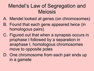 Mendel’s Law of Segregation and Meiosis Mendel looked at genes (on chromosomes) Found that each gene appeared twice (in homologous pairs) Figured out that when a synapsis occurs in prophase I followed by a separation in anaphase I, homologous chromosomes move to opposite poles One chromosome from each pair ends up in a gamete 