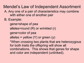 Mendel’s Law of Independent Assortment A. Any one of a pair of characteristics may combine with either one of another pair B. Example: gene=shape of pea alleles=round (R) or wrinkled (r) gene=color of pea alleles = yellow (Y) or green (y) *When crossing two plants that are heterozygous for both traits the offspring will show all combinations.  This shows that genes for shape and color are independent (unlinked). 