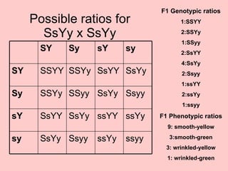 Possible ratios for SsYy x SsYy F1 Genotypic ratios 1:SSYY 2:SSYy 1:SSyy 2:SsYY 4:SsYy 2:Ssyy 1:ssYY 2:ssYy 1:ssyy F1 Phenotypic ratios 9: smooth-yellow 3:smooth-green 3: wrinkled-yellow 1: wrinkled-green ssyy ssYy Ssyy SsYy sy ssYy ssYY SsYy SsYY sY Ssyy SsYy SSyy SSYy Sy SsYy SsYY SSYy SSYY SY sy sY Sy SY 