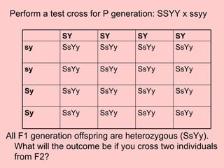 Perform a test cross for P generation: SSYY x ssyy All F1 generation offspring are heterozygous (SsYy).  What will the outcome be if you cross two individuals from F2?  SsYy SsYy SsYy SsYy Sy SsYy SsYy SsYy SsYy Sy SsYy SsYy SsYy SsYy sy SsYy SsYy SsYy SsYy sy SY SY SY SY 