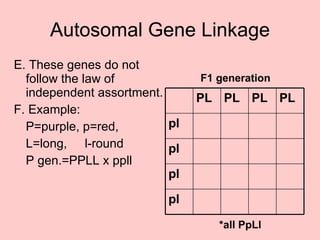 Autosomal Gene Linkage E. These genes do not follow the law of independent assortment. F. Example:  P=purple, p=red,  L=long,    l-round P gen.=PPLL x ppll F1 generation *all PpLl pl pl pl pl PL PL PL PL 