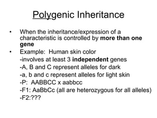 Poly genic Inheritance When the inheritance/expression of a characteristic is controlled by  more than one gene Example:  Human skin color -involves at least 3  independent  genes -A, B and C represent alleles for dark -a, b and c represent alleles for light skin -P:  AABBCC x aabbcc -F1: AaBbCc (all are heterozygous for all alleles) -F2:??? 
