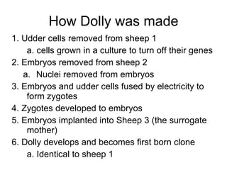 How Dolly was made 1. Udder cells removed from sheep 1 a. cells grown in a culture to turn off their genes 2. Embryos removed from sheep 2 Nuclei removed from embryos 3. Embryos and udder cells fused by electricity to form zygotes 4. Zygotes developed to embryos 5. Embryos implanted into Sheep 3 (the surrogate mother) 6. Dolly develops and becomes first born clone  a. Identical to sheep 1 