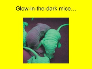 Glow-in-the-dark mice… 