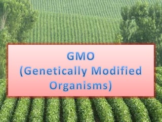 GMO(Genetically Modified Organisms)