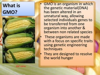 What is GMO?GMO is an organism in which the genetic material(DNA) has been altered in an unnatural way, allowing selected individuals genes to be transferred from one organism into another & between non related species These organisms are made with a focus on specific traits using genetic engineering techniquesThey are designed to resolve the world hungerGM corns