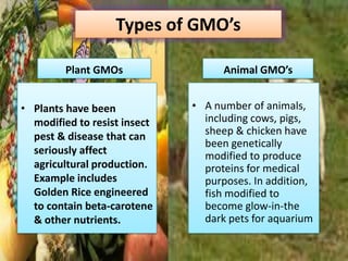 Types of GMO’sPlant GMOsAnimal GMO’sPlants have been modified to resist insect pest & disease that can seriously affect agricultural production. Example includes Golden Rice engineered to contain beta-carotene & other nutrients.A number of animals, including cows, pigs, sheep & chicken have been genetically modified to produce proteins for medical purposes. In addition, fish modified to become glow-in-the dark pets for aquarium 