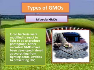 Types of GMOsMicrobial GMOsE,coli bacteria were modified to react to light so as to produce photograph. Other microbial GMOs have been developed- aimed at everything from fighting dental cavities to preventing HIV,