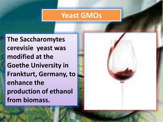 Yeast GMOsThe Saccharomytescerevisie  yeast was modified at the Goethe University in Frankturt, Germany, to enhance the production of ethanol from biomass.