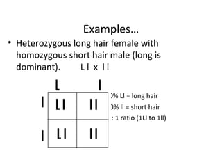 Examples… Heterozygous long hair female with homozygous short hair male (long is dominant).  L l  x  l l 50% Ll = long hair 50% ll = short hair 1 : 1 ratio (1Ll to 1ll) 