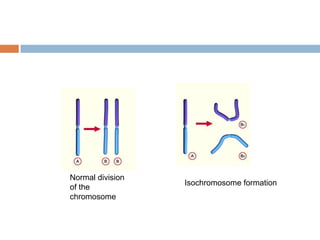Normal division
                  Isochromosome formation
of the
chromosome
 