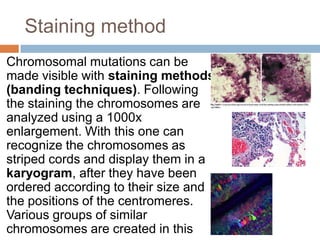 Staining method
Chromosomal mutations can be
made visible with staining methods
(banding techniques). Following
the staining the chromosomes are
analyzed using a 1000x
enlargement. With this one can
recognize the chromosomes as
striped cords and display them in a
karyogram, after they have been
ordered according to their size and
the positions of the centromeres.
Various groups of similar
chromosomes are created in this
 