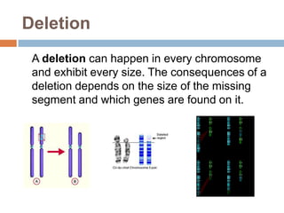Deletion
 A deletion can happen in every chromosome
 and exhibit every size. The consequences of a
 deletion depends on the size of the missing
 segment and which genes are found on it.
 