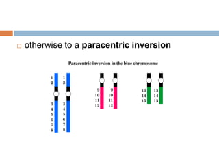 Paracentric Inversion Practice Questions Genetics | PPTX