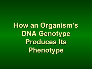 How an Organism’s
  DNA Genotype
   Produces Its
    Phenotype
 