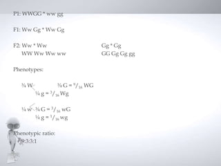 P1: WWGG * ww gg

F1: Ww Gg * Ww Gg

F2: Ww * Ww                      Gg * Gg
    WW Ww Ww ww                  GG Gg Gg gg

Phenotypes:

   ¾W            ¾ G = 9/16 WG
        ¼ g = 3/16 Wg

   ¼ w ¾ G = 3/16 wG
       ¼ g = 1/16 wg

Phenotypic ratio:
   9:3:3:1
 