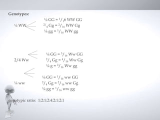 Genotypes:
                      ¼ GG = 1/16 WW GG
   ¼ WW              2/ Gg = 2/ WW Gg
                       4        16
                      ¼ gg = 1/16 WW gg




                      ¼ GG = 3/16 Ww GG
   2/4 Ww             2/ Gg = 4/ Ww Gg
                        4        16
                      ¼ g = 2/16 Ww gg

                    ¼ GG = 1/16 ww GG
   ¼ ww             2/ Gg = 2/ ww Gg
                      4        16
                    ¼ gg = 1/16 ww gg

genotypic ratio: 1:2:1:2:4:2:1:2:1
 