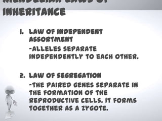 Mendelian laws of
Inheritance
  1. Law of independent
     assortment
     -alleles separate
     independently to each other.

  2. Law of segregation
     -the paired genes separate in
     the formation of the
     reproductive cells. It forms
     together as a zygote.
 