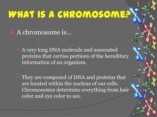 What is a chromosome?
   A chromosome is…

     A very long DNA molecule and associated
     proteins that carries portions of the hereditary
     information of an organism.

     They are composed of DNA and proteins that
     are located within the nucleus of our cells.
     Chromosomes determine everything from hair
     color and eye color to sex.
 