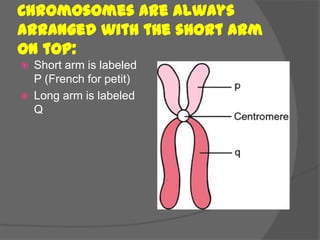 Chromosomes are always
arranged with the short arm
on top:
   Short arm is labeled
    P (French for petit)
   Long arm is labeled
    Q
 