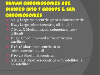 Human chromosomes are
divided into 7 groups & sex
chromosomes
   A 1-3 Large metacentric 1,2 or submetacentric
   B 4,5 Large submetacentric, all similar
   C 6-12, X Medium sized, submetacentric -
    difficult
   D 13-15 medium-sized acrocentric plus
    satellites
   E 16-18 short metacentric 16 or
    submetacentric 17,18
   F 19-20 Short metacentrics
   G 21,22,Y Short acrocentrics with satellites. Y
    no satellites.
 