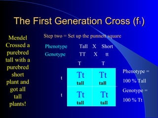 Purebred Genetics Example Purebred Genetics