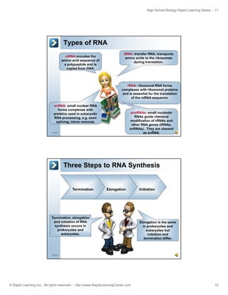 High School Biology Rapid Learning Series - 11

Types of RNA
mRNA encodes the
amino acid sequence of
a polypeptide and is
copied from DNA.

tRNA: transfer RNA, transports
amino acids to the ribosomes
during translation.

rRNA: ribosomal RNA forms
complexes with ribosomal proteins
and is essential for the translation
of the mRNA sequence.
snRNA: small nuclear RNA
forms complexes with
proteins used in eukaryotic
RNA processing, e.g. exon
splicing, intron removal.

snoRNAs: small nucleolar
RNAs guide chemical
modification of rRNAs and
other RNA genes (tRNAs,
snRNAs). They are classed
as snRNA.

19/52

Three Steps to RNA Synthesis

Termination

Elongation

Termination, elongation
and initiation of RNA
synthesis occurs in
prokaryotes and
eukaryotes.

Initiation

Elongation is the same
in
i prokaryotes and
k
t
d
eukaryotes but
initiation and
termination differ.

20/52

© Rapid Learning Inc. All rights reserved. :: http://www.RapidLearningCenter.com

10

 