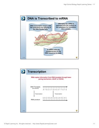 High School Biology Rapid Learning Series - 11

DNA is Transcribed to mRNA
DNA transcription begins with
the unwinding and opening of
the DNA double helix.

Ultimately the mRNA is
exported from the nucleus to
the cytoplasm for translation
into a protein.

A mRNA molecule
complementary to the
DNA sequence is made.
21/52

Transcription
RNA copies information from DNA template through baseparing mechanism, UA/AT or CG/GC.

DNA Template
(one strand)

A T G C C T G A CA T T G T G
Transcription

Transcription

UA C G G A CUGUA A C A C
RNA product

22/52

© Rapid Learning Inc. All rights reserved. :: http://www.RapidLearningCenter.com

11

 