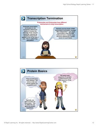 High School Biology Rapid Learning Series - 11

Transcription Termination
Prokaryotes and Eukaryotes have different
mechanisms to stop transcription.
Eukaryote transcription
termination is not
completely defined but
seems to involve the
cleavage of the nascent
transcript, followed by
template-independent
addition of A’s at the new 3’
end. This is called Polyadenylation.

Bacteria use two kinds of RNA
transcription termination strategy:
t
i ti
t
i ti
t t
“Rho independent” type stops
transcription when the RNA
molecule forms a hairpin loop
structure followed by a whole
bunch of uracil bases.

25/52

Protein Basics
There are 20 amino
acid residues. The
amino acids are
joined together by
a peptide bond.

The amino acid
sequence of a protein
is determined by the
DNA sequence of the
gene.

Typically one
gene encodes for
one protein. This
is called the one
gene one protein
hypothesis.
26/52

© Rapid Learning Inc. All rights reserved. :: http://www.RapidLearningCenter.com

13

 