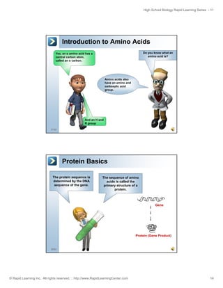 High School Biology Rapid Learning Series - 11

Introduction to Amino Acids
Do you know what an
amino acid is?

Yes, an α amino acid has a
central carbon atom,
called an α carbon.

Amino acids also
have an amino and
carboxylic acid
group.

And an H and
R group
27/52

Protein Basics
The protein sequence is
determined by the DNA
sequence of the gene.

The sequence of amino
acids is called the
primary structure of a
protein.

Gene

Protein (Gene Product)

28/52

© Rapid Learning Inc. All rights reserved. :: http://www.RapidLearningCenter.com

14

 