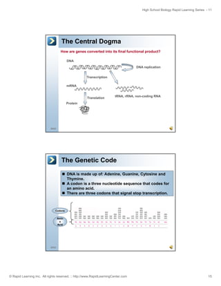 High School Biology Rapid Learning Series - 11

The Central Dogma
How are genes converted into its final functional product?
DNA
DNA replication
Transcription
mRNA

Translation

tRNA, rRNA, non-coding RNA

Protein

29/52

The Genetic Code
DNA is made up of: Adenine, Guanine, Cytosine and
Thymine.
A codon is a three nucleotide sequence that codes for
an amino acid.
There are three codons that signal stop transcription.

Codons
Amin
o
Acid

30/52

© Rapid Learning Inc. All rights reserved. :: http://www.RapidLearningCenter.com

15

 
