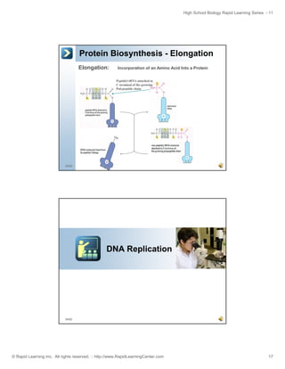 High School Biology Rapid Learning Series - 11

Protein Biosynthesis - Elongation
Elongation:

Incorporation of an Amino Acid Into a Protein
Peptidyl tRNA attached to
C-terminal of the growing
Polypeptide chain

33/52

DNA Replication

34/52

© Rapid Learning Inc. All rights reserved. :: http://www.RapidLearningCenter.com

17

 